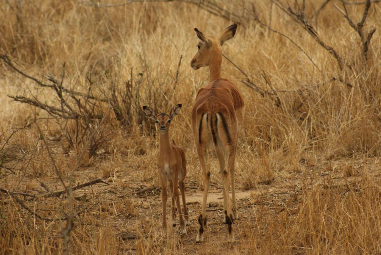 Mountain View Safari Lodge Hoedspruit Esterno foto