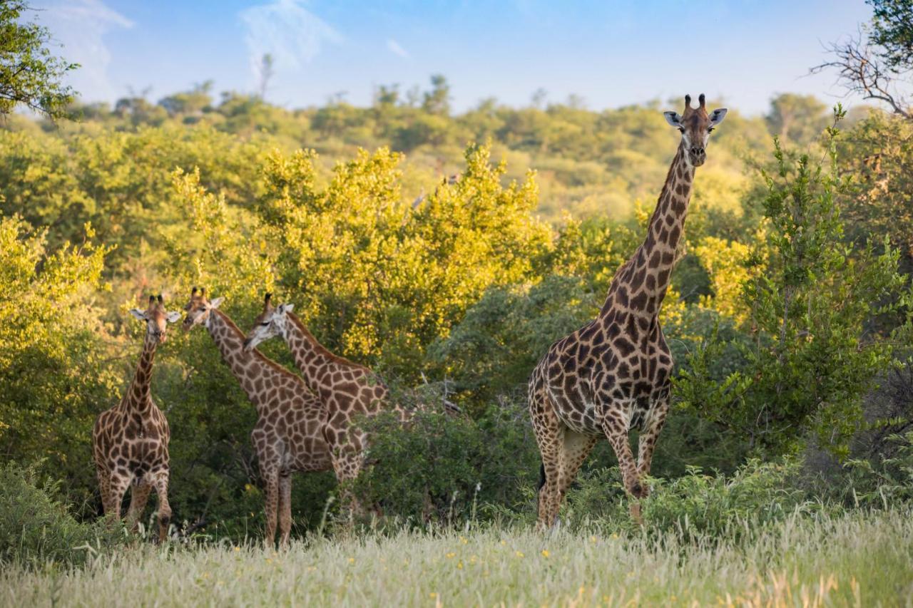 Mountain View Safari Lodge Hoedspruit Esterno foto